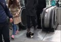В центре Стамбула кот заблокировал выход с эскалатора