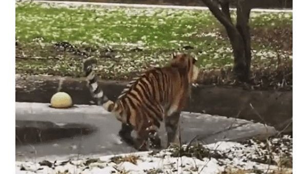 Тигрица неудачно прогулялась по тонкому льду