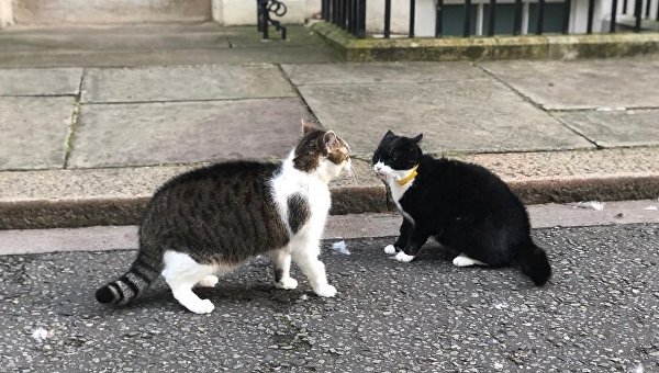 Кот британского премьера Ларри (слева) подрался с котом главы МИД Великобритании