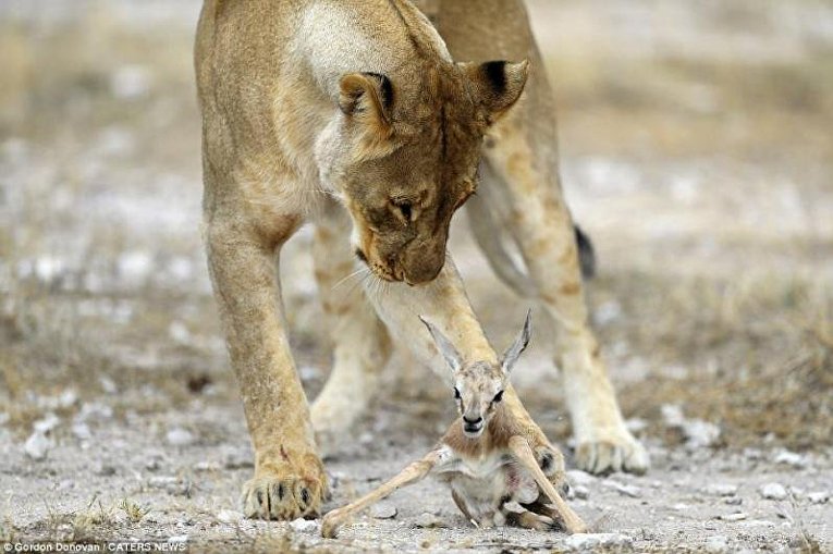 Львица приютила маленькую антилопу