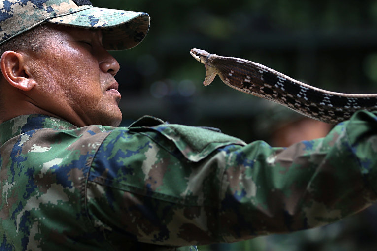 Военные учения по выживанию в джунглях