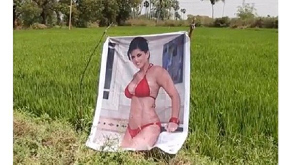 Индийский фермер выращивает рекордный урожай с помощью плаката порноактрисы
