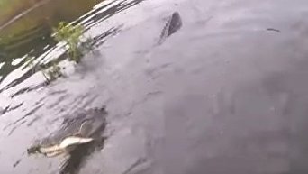 Наглый крокодил беспардонно ограбил рыбаков. Видео