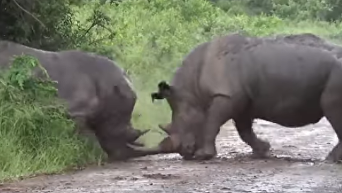 Схватка носорогов за территорию попала на видео. Видео
