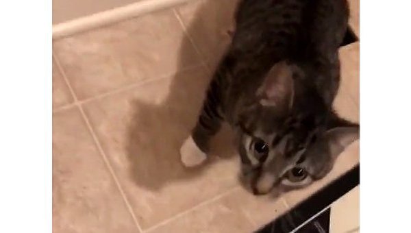 Видео внезапного появления кота в доме взорвало сеть