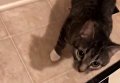 Видео внезапного появления кота в доме взорвало сеть