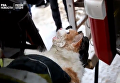 Российские спасатели откачали кота после пожара. Видео