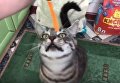 Чукотская рок-группа сняла клип на песню под названием Покорми кота