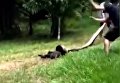 В интернете появилось видео спасения собаки от анаконды. Видео