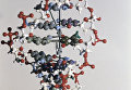 Макет молекулы ДНК