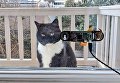 В Голландии кот заходит в дом с помощью идентификации морды