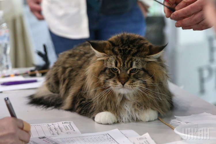 Битва породистых котов-гигантов в Киеве