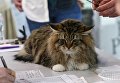 Битва породистых котов-гигантов в Киеве