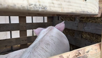 Появилось видео, как везли свиней к Кабмину под песни Ротару. Видео