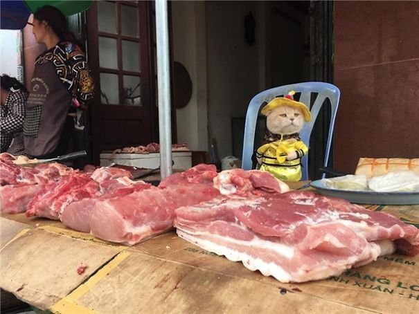 Во Вьетнаме кот в модных нарядах продает рыбу