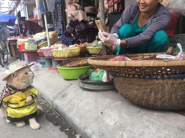Во Вьетнаме кот в модных нарядах продает рыбу