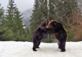 Бурые медведи на реабилитации в Национальном природном парке Синевир в Карпатах