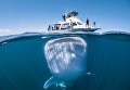 Гигантская китовая акула до смерти испугала туристов