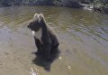 Плывущая в реке коала