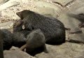 В Киевском зоопарке появились кузиманзы