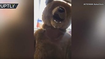 В Бурятии на выборы пришёл медведь