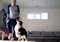 Ирландский танец с собакой