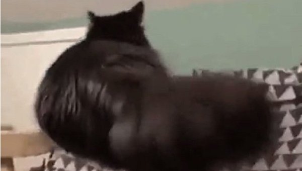Черный кот научился сидеть на тонких поверхностях