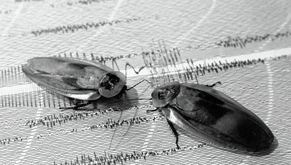 Колумбийские тараканы