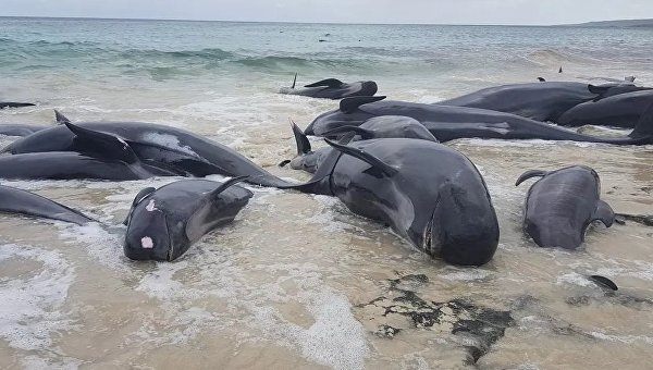 В Австралии на берег выбросились дельфины
