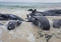 В Австралии на берег выбросились дельфины