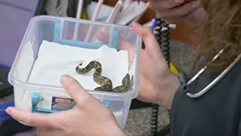 Двухголовая змея с двумя сердцами удивила ученых. Видео