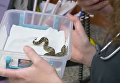 Двухголовая змея с двумя сердцами удивила ученых. Видео