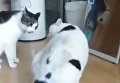 Оригинально остановивший драку толстый кот попал на видео. Видео
