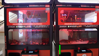Омары вместо игрушек: в Китае игровой автомат переоборудовали для ловли членистоногих