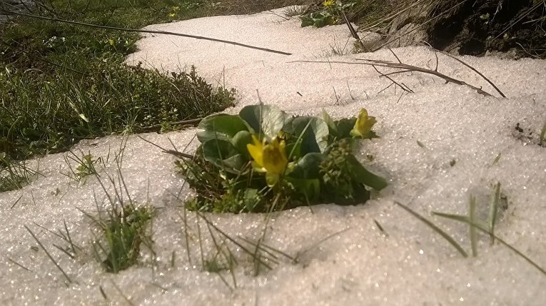 Первые цветы на острове Хортица