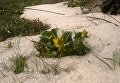 Первые цветы на острове Хортица