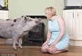 В Англии свинья весом 222 кг живет с семьей, в качестве домашнего питомца
