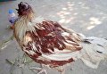 В Таиланде выжил цыпленок без головы
