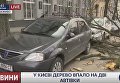 Дерево упало на два автомобиля, припаркованных в центре Киева