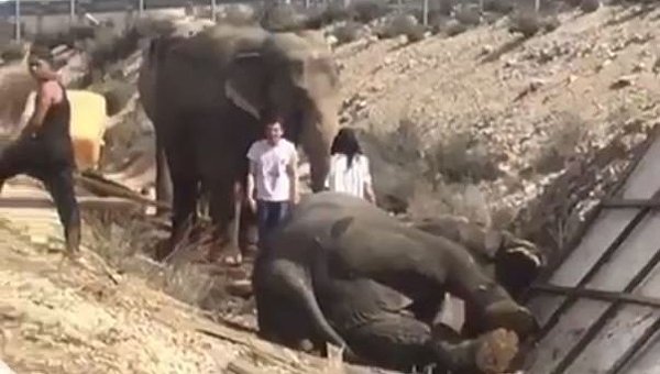 При ДТП в Испании погиб слон
