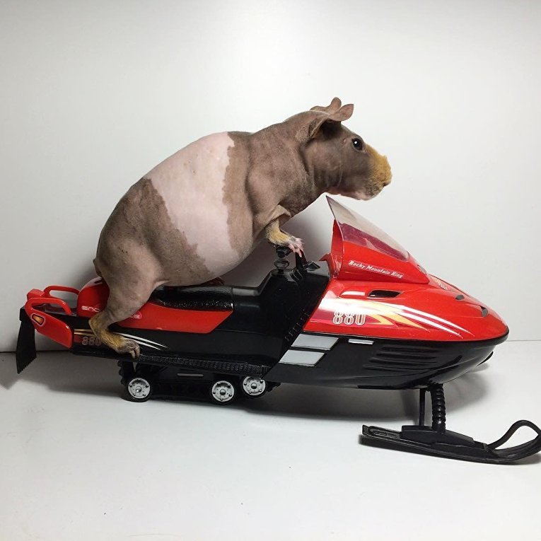 Морская свинка заменила пасхального кролика в Instagram