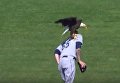 В США орел приземлился на бейсболиста