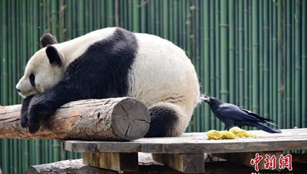 Ворона и панда в пекинском зоопарке