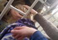 Во Львове спасатели разрезали забор, чтобы вызволить застрявшего ребенка