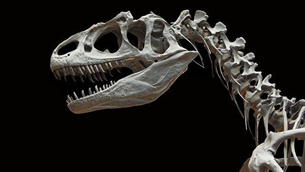 Скелет динозавра. Архивное фото