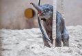 Бельгийский зоопарк показал  пополнение - слоненка и коалу
