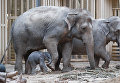 Бельгийский зоопарк показал пополнение - слоненка и коалу