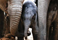 Бельгийский зоопарк показал пополнение - слоненка и коалу