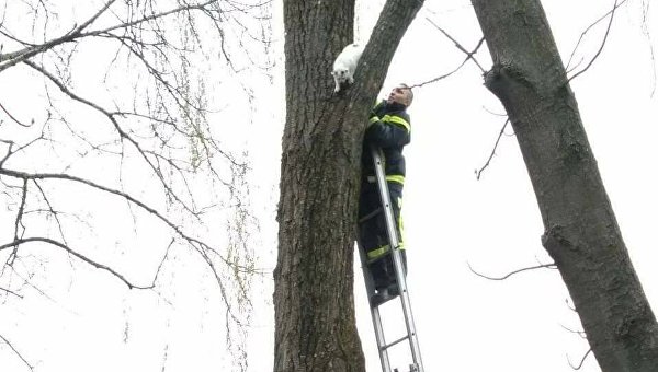 В киевском детсаду спасатели сняли кота с дерева