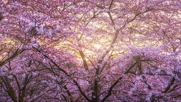 В Амстердаме цветущая вишня очаровывает туристов